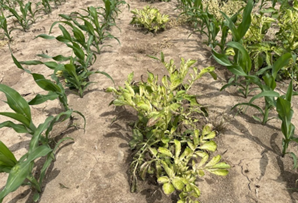 Volunteer potatoes with Callisto-Coragen applied to them.